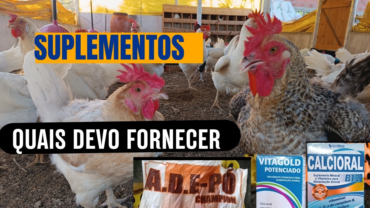 Suplementos para galinhas poedeiras; Quais usamos para ter galinhas mais saudáveis e produtivas?