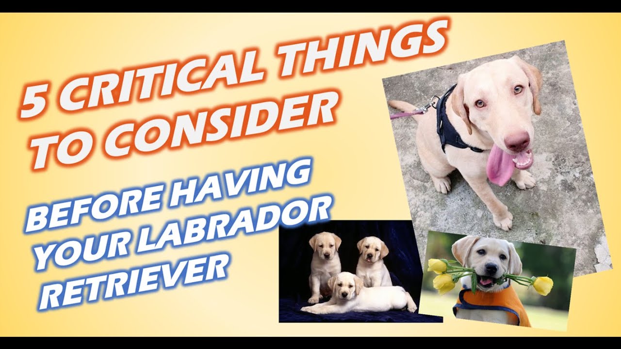 Labrador Retriever: 5 Critical Things to Know before Having your Labrador Retriever