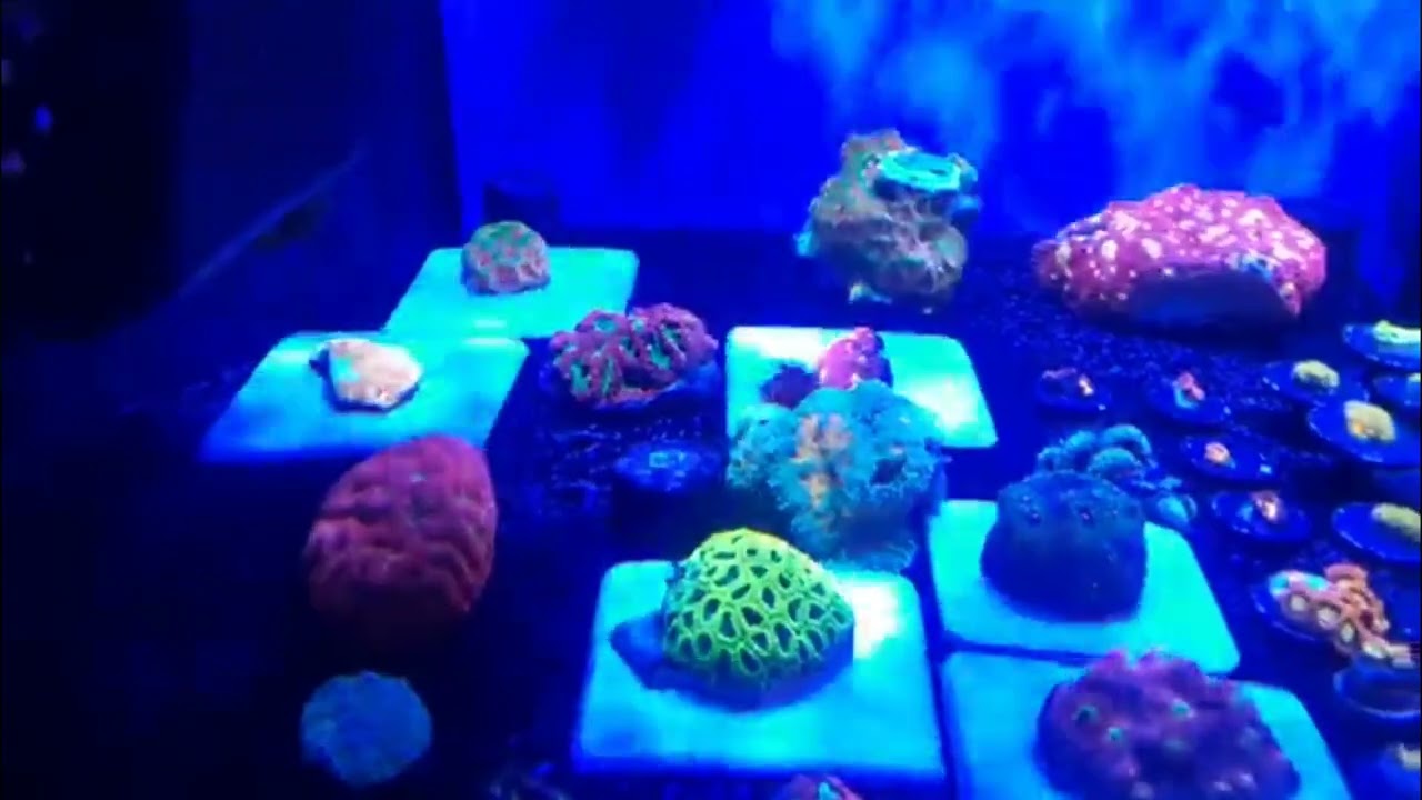 Nemo's Reef Tour
