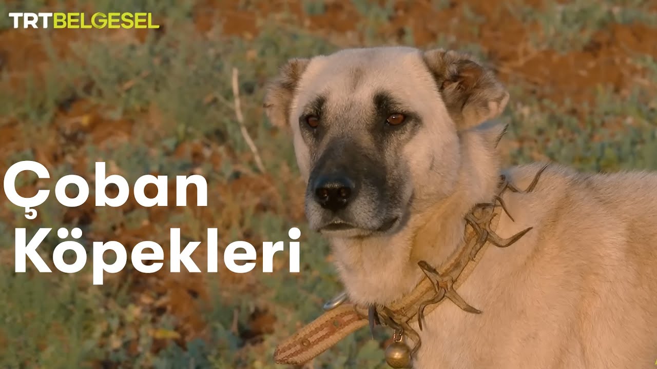 Çoban Köpekleri