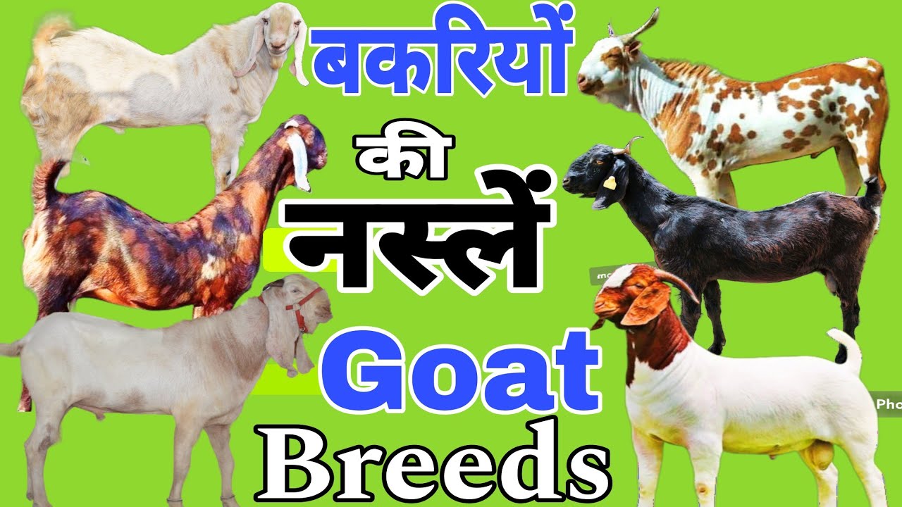 बकरी की 10 प्रमुख नस्लें 👍Top 10 Goat Breeds for Commercial Farming 