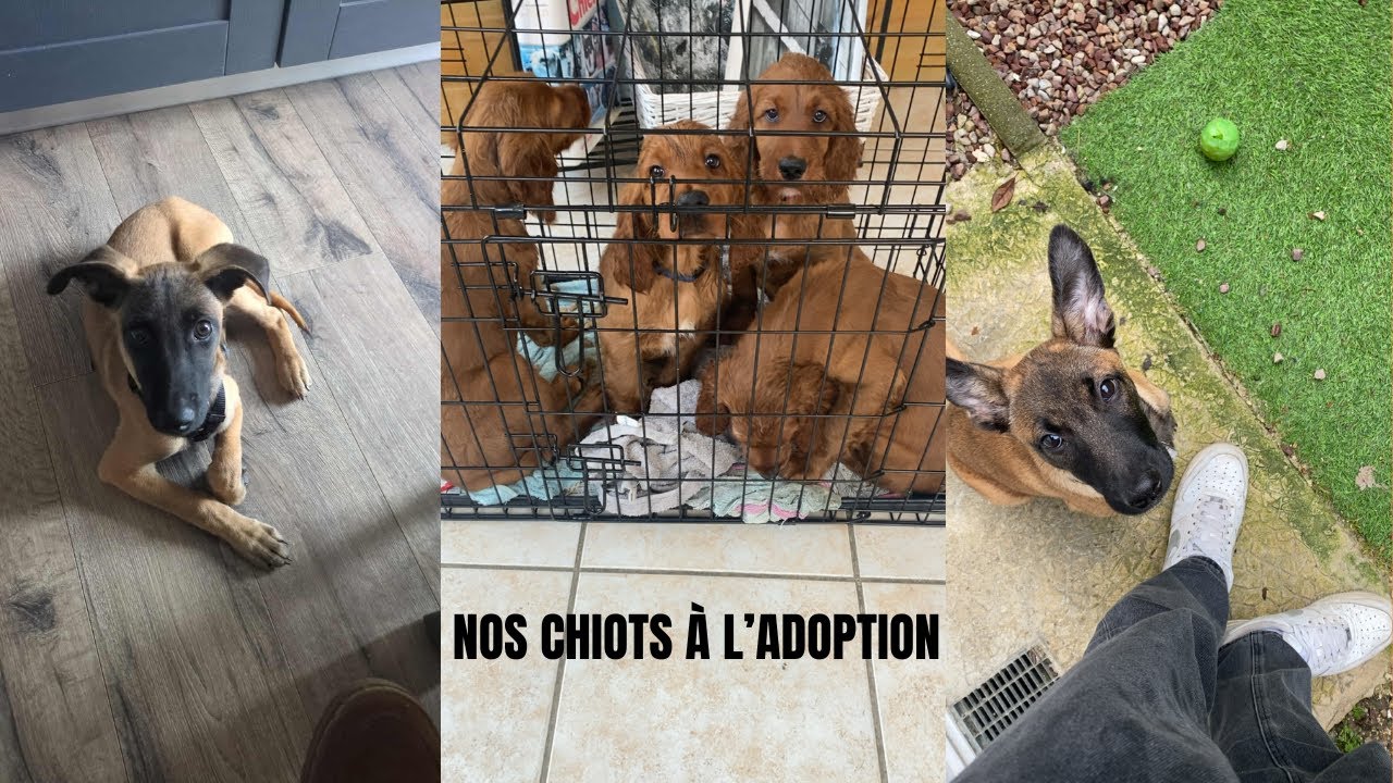 Nos chiots à l'adoption 01/2026