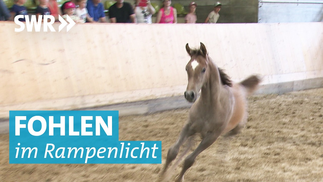Die Araber Zucht im Landgestüt Marbach: Stute und Fohlen bei der Präsentation der Pferde