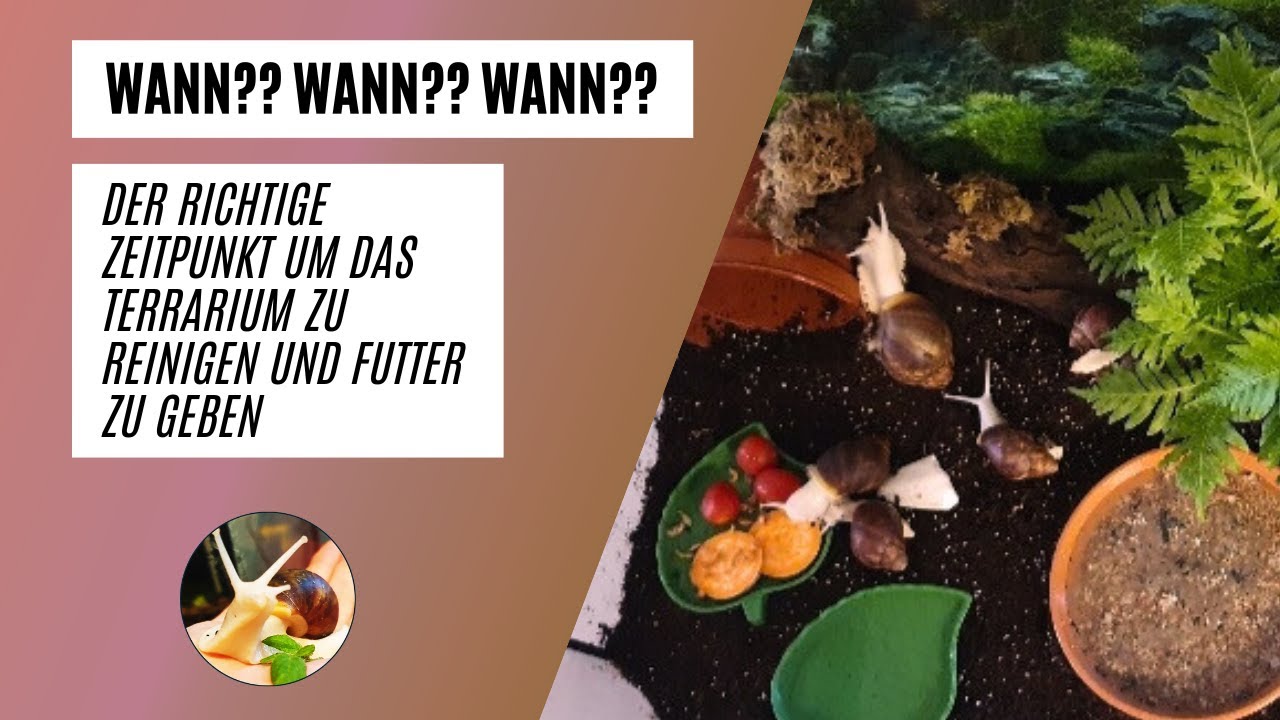 Wann ist der richtige Zeitpunkt um das Terrarium zu s&auml;ubern und f&uuml;ttern