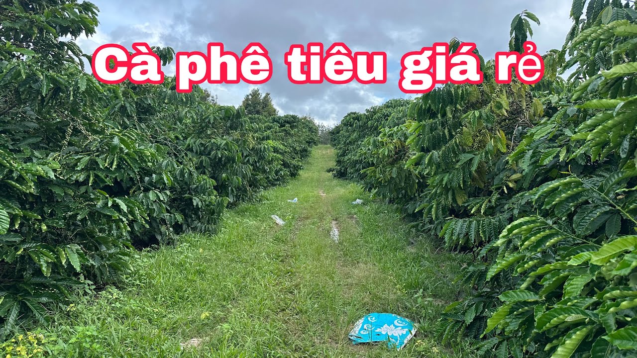 2,8 Ha Cà Phê Giá 1,7 Tỷ 