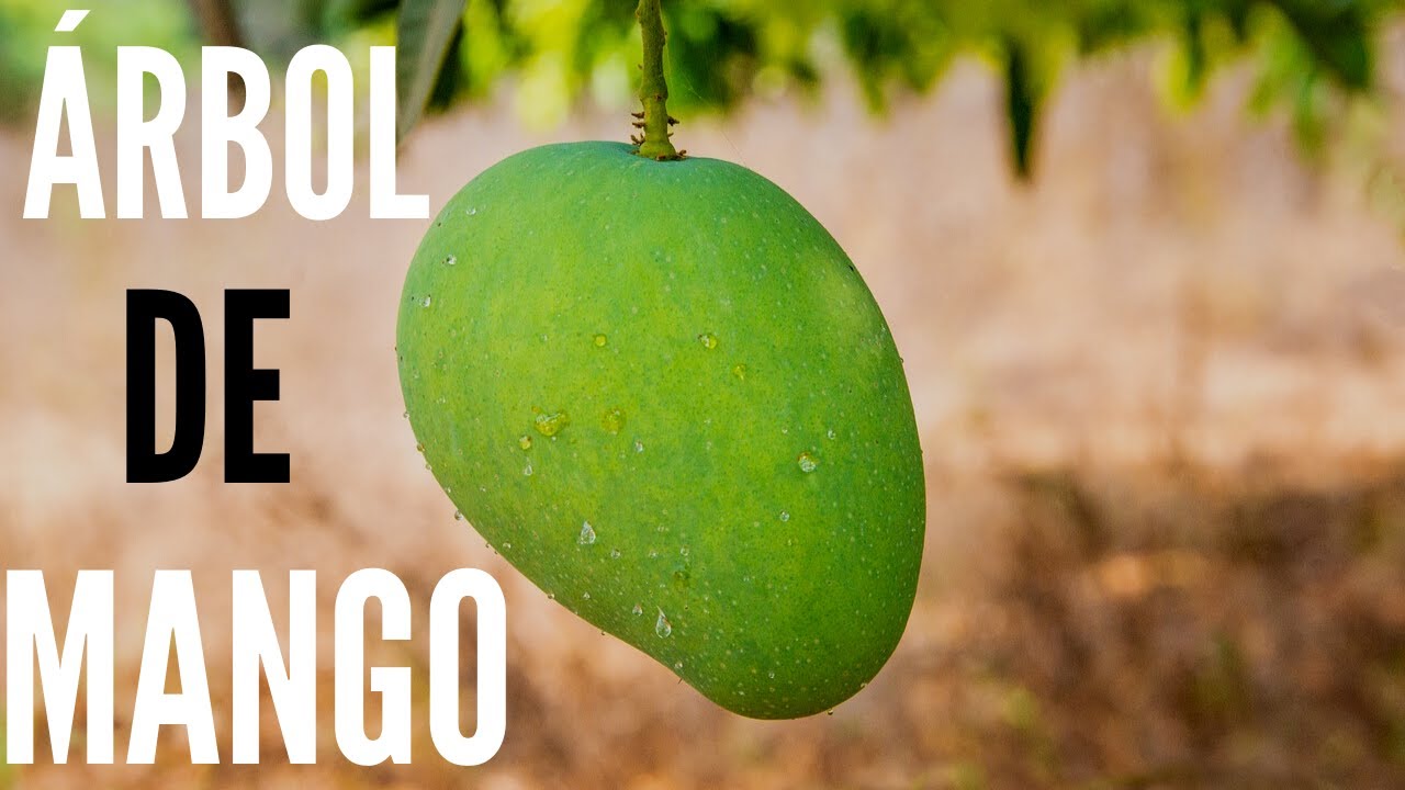 &Aacute;RBOL DE MANGO GERMINADO 7 meses despu&eacute;s  en el HUERTO CASERO LOS YAYOS 2020