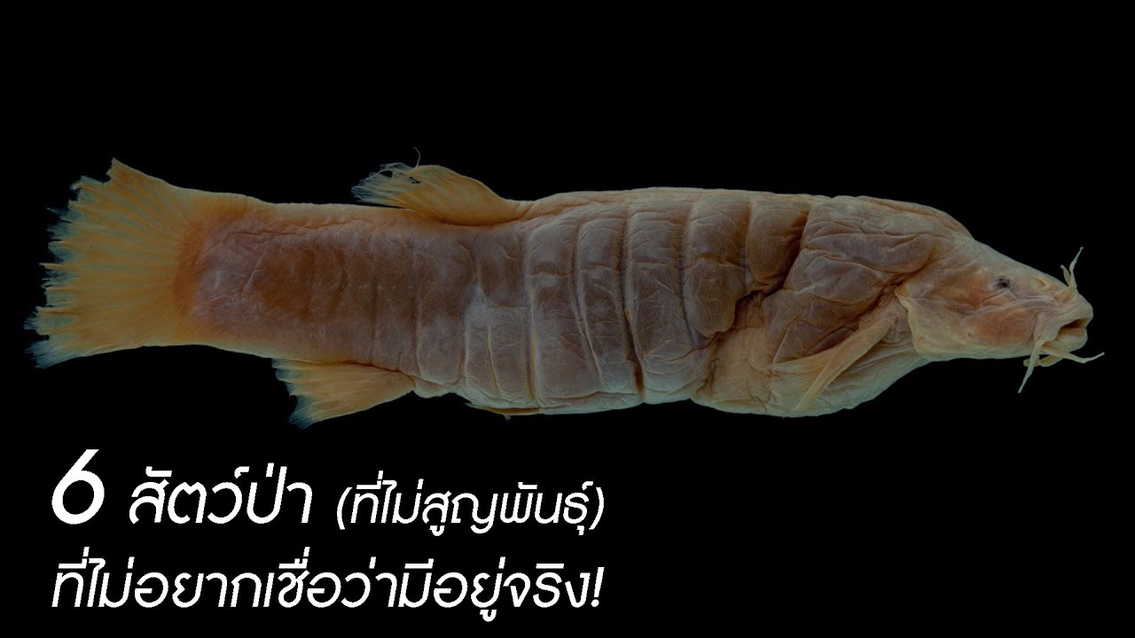 6 สัตว์ป่า (ยังไม่สูญพันธุ์) ที่ไม่อยากเชื่อว่ามีอยู่จริง!