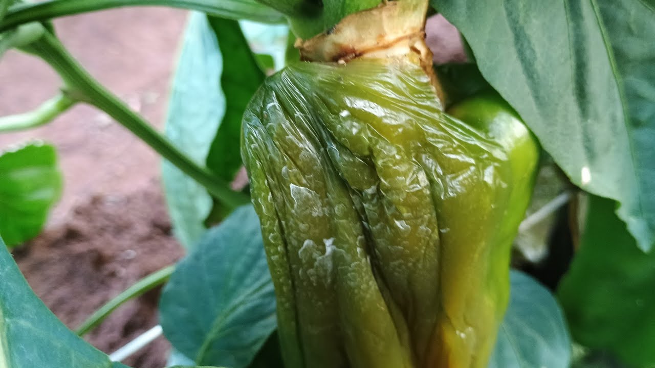 Pimentão Dahra podridão nos frutos como tratar @marcosbrugneroto