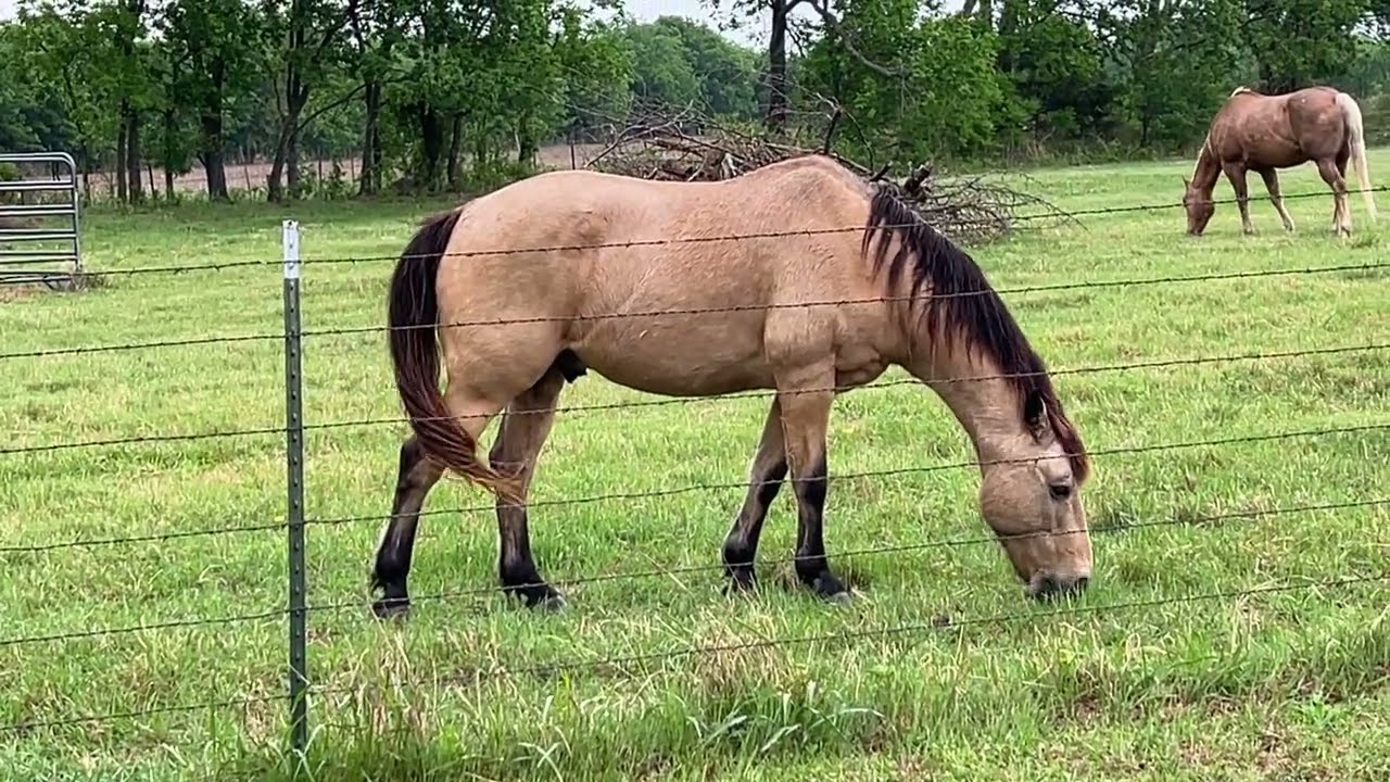 Morning Walk - Is This Horse Too Skinny? You Can See His Ribs?