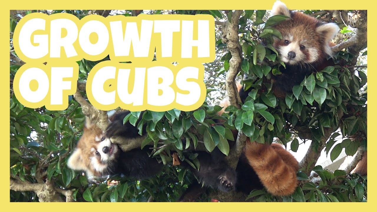 Growth of Adorable Red Panda Cubs from NISHIYAMA Zoo at SABAE City in JAPAN #レッサーパンダ #redpanda