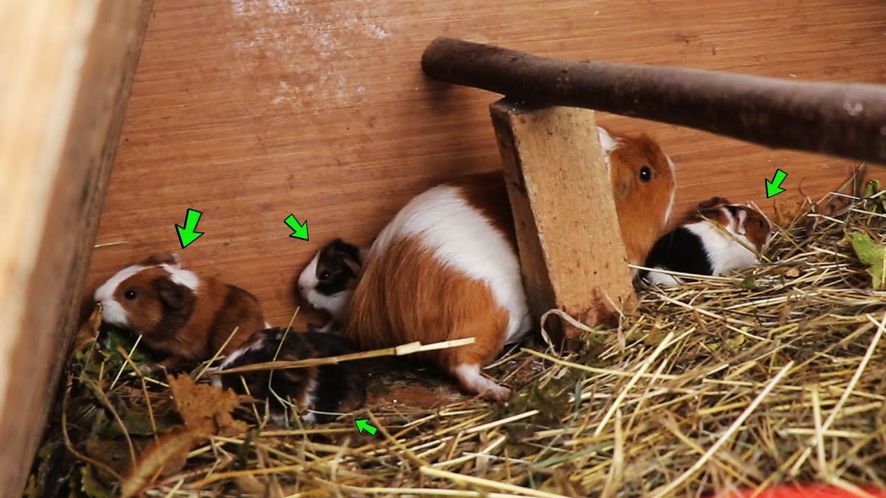 сюрприз морских свинок 🐹