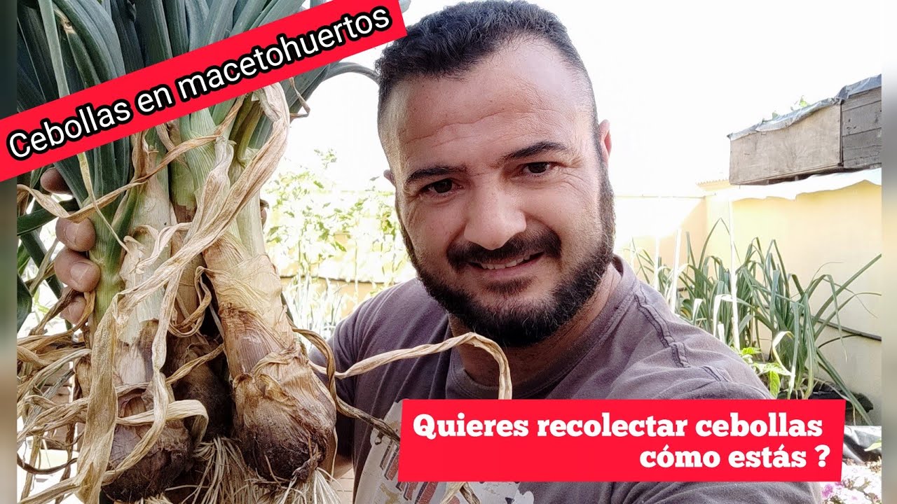 CULTIVAR CEBOLLAS en MACETOHUERTOS para nuestro HUERTO URBANO