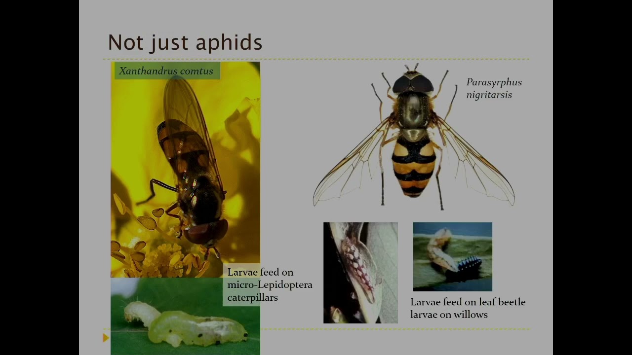 Hoverfly Recording Scheme presentation at Nottingham University