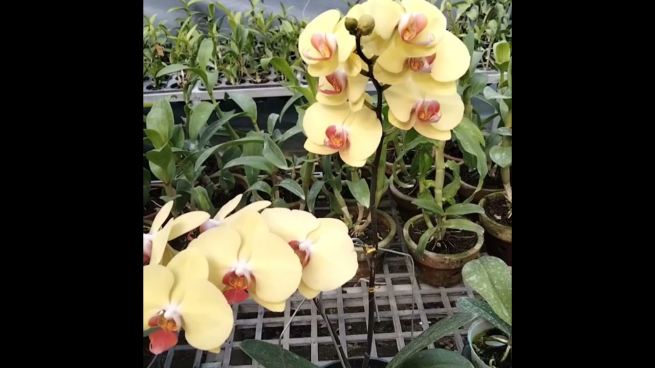 Anggrek bulan warna kuning