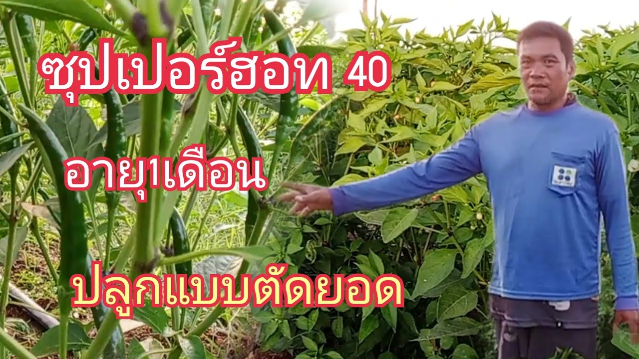 ปลูกพริกแบบตัดยอดทรงพุ่มกว้าง ซุปเปอร์ฮอท40 อายุ1เดือน