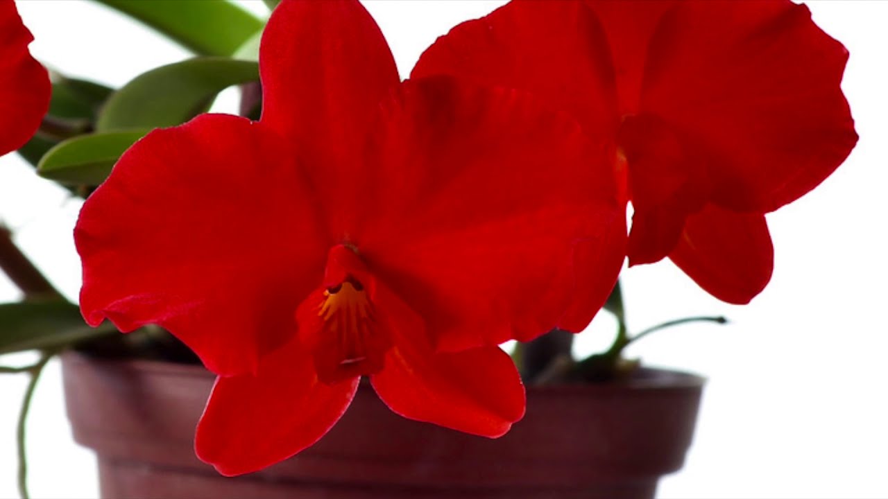 Sophronitis coccinea #CareCollab