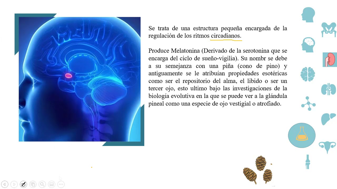 Psico-neuroendocrinologia