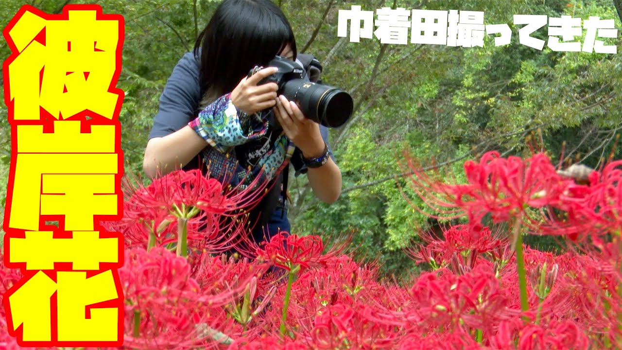 【写真撮影】彼岸花を巾着田曼珠沙華公園に撮りに行ってきた【ともよ。】