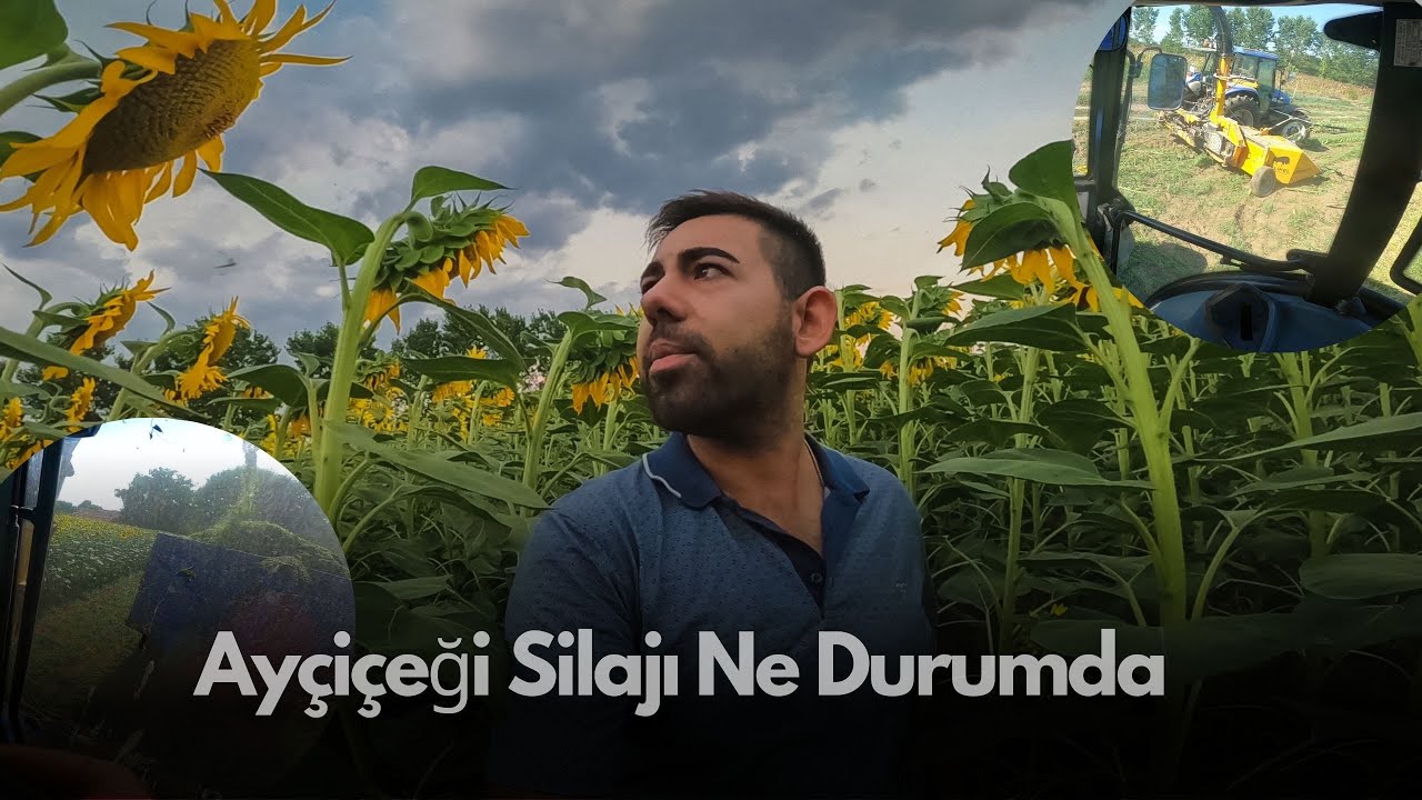AYÇİÇEK SİLAJINDAN MEMNUNMUYUM ? Ne durumda ? Neden Ayçiçek Silajı