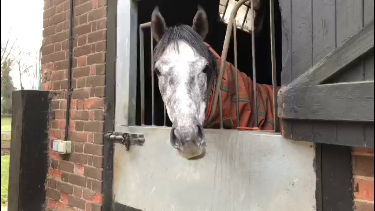 Newmarket Gallops 06/03/21 - Julia Feilden Racing