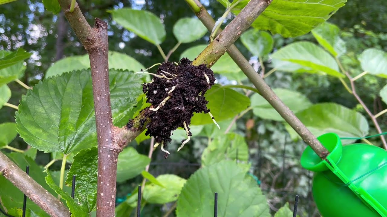 Illinois Everbearing Mulberry 4 Week Air Layer Propagation