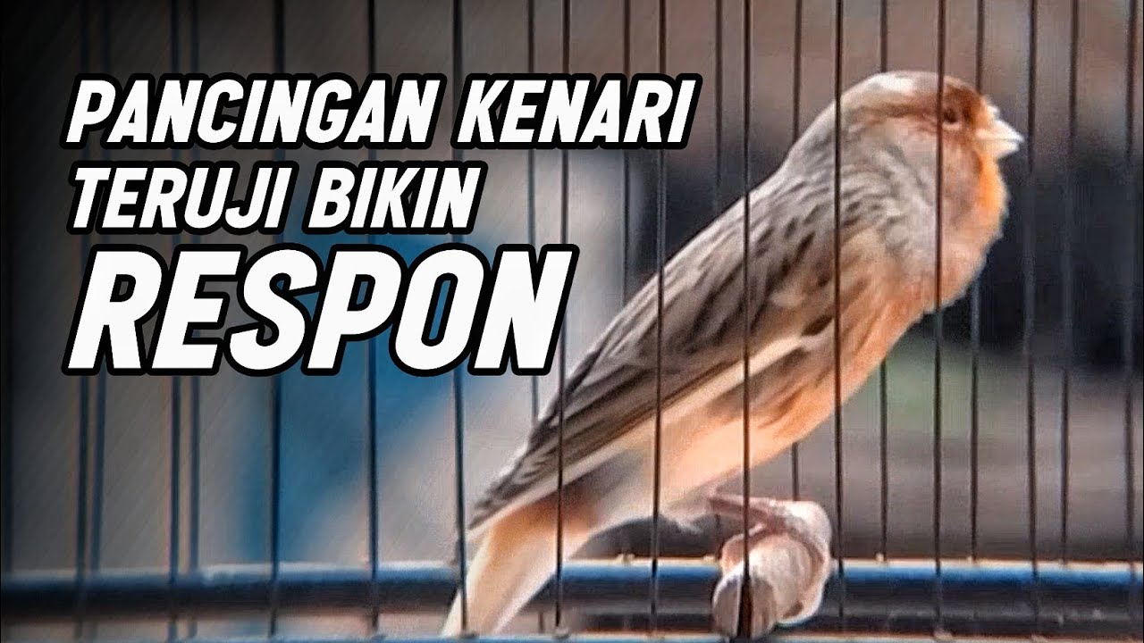 KENARI GACOR PANJANG Emosi Cuit Cuit NGEROL AMPUH utk Pancingan Kenari Paud | Masteran Murai Batu