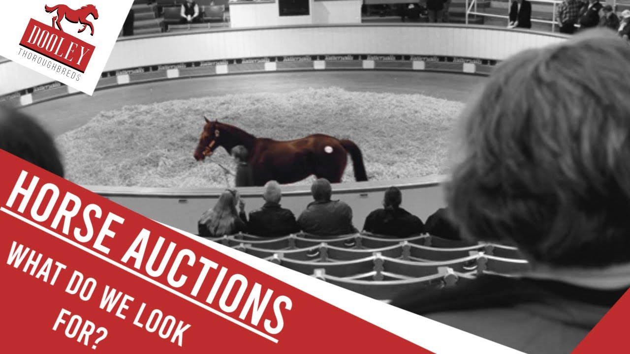 Horse Auctions - What Do We Look For? | 🏇 Dooley Thoroughbreds 🏇