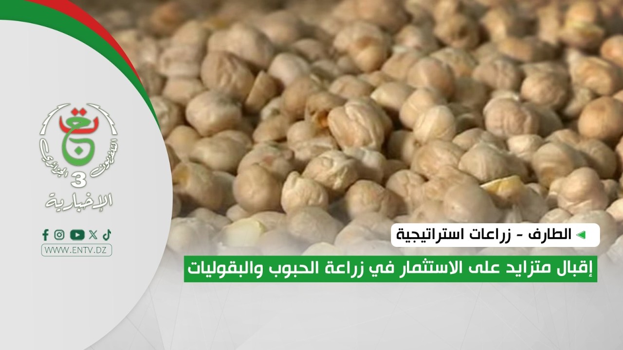 الطارف - زراعات استراتيجية | إقبال متزايد على الاستثمار في زراعة الحبوب والبقوليات