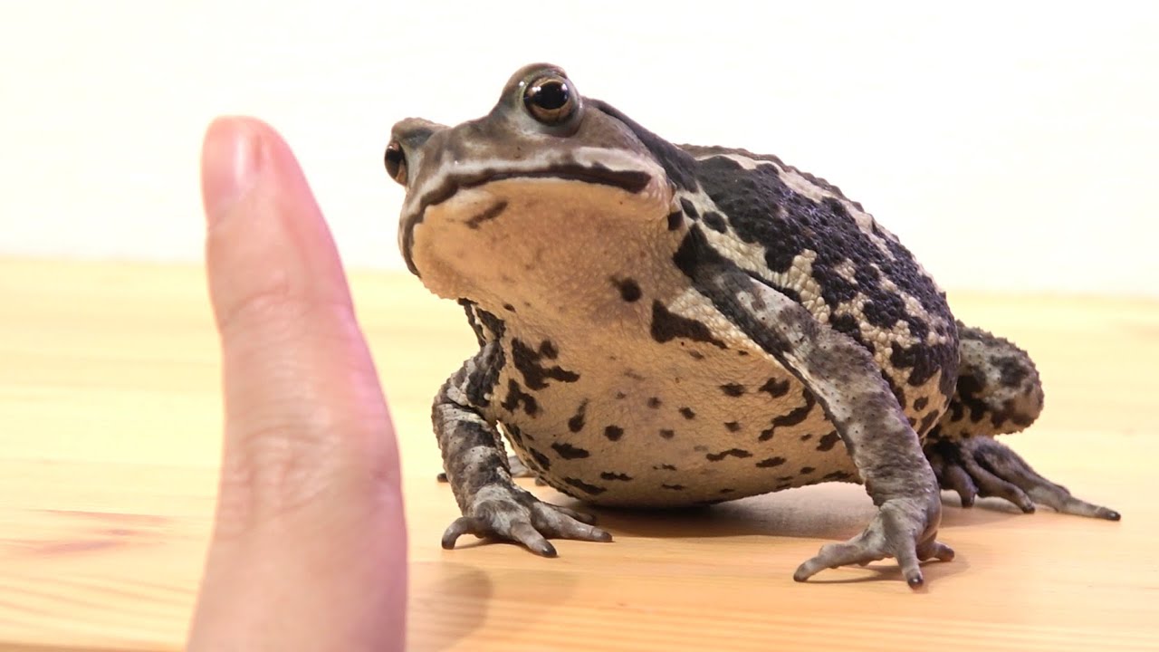 やばい人間に捕獲され3ヶ月間洗脳されたヒキガエルはこうなる