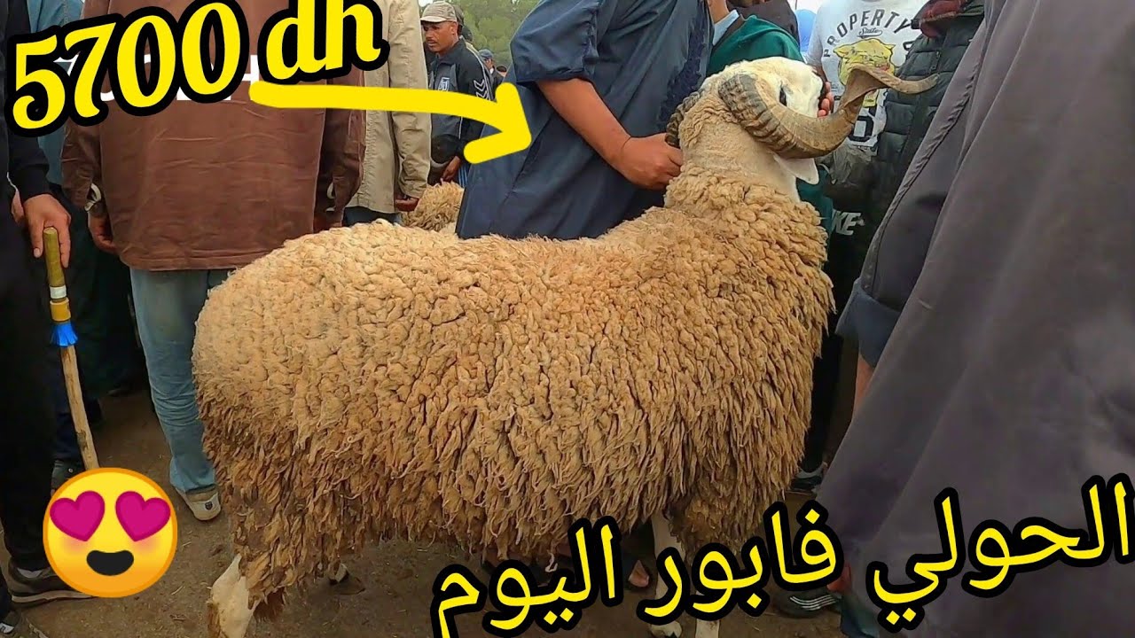 سوق الثلاثاء الخميسات الحولي فابور اليوم😍 كلشي إعيد إنشاء الله🐏🐏🐏