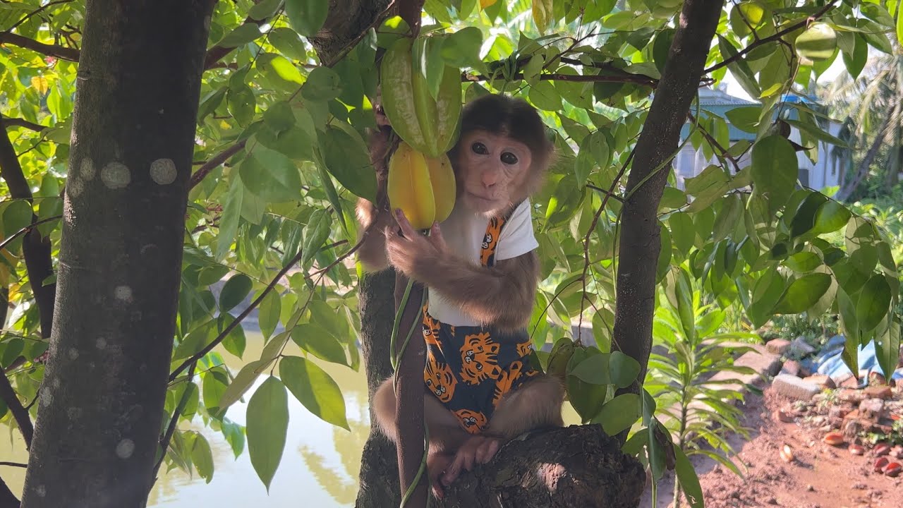 Abi monkey learned the technique of harvesting the GARDEN from his mother