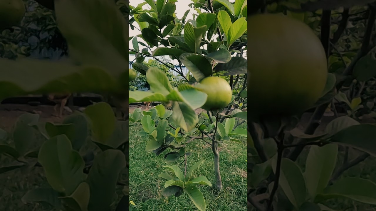 daily have one guava#gk360 #trending #viral #youtubeshorts #guava #jamakaya #shorts