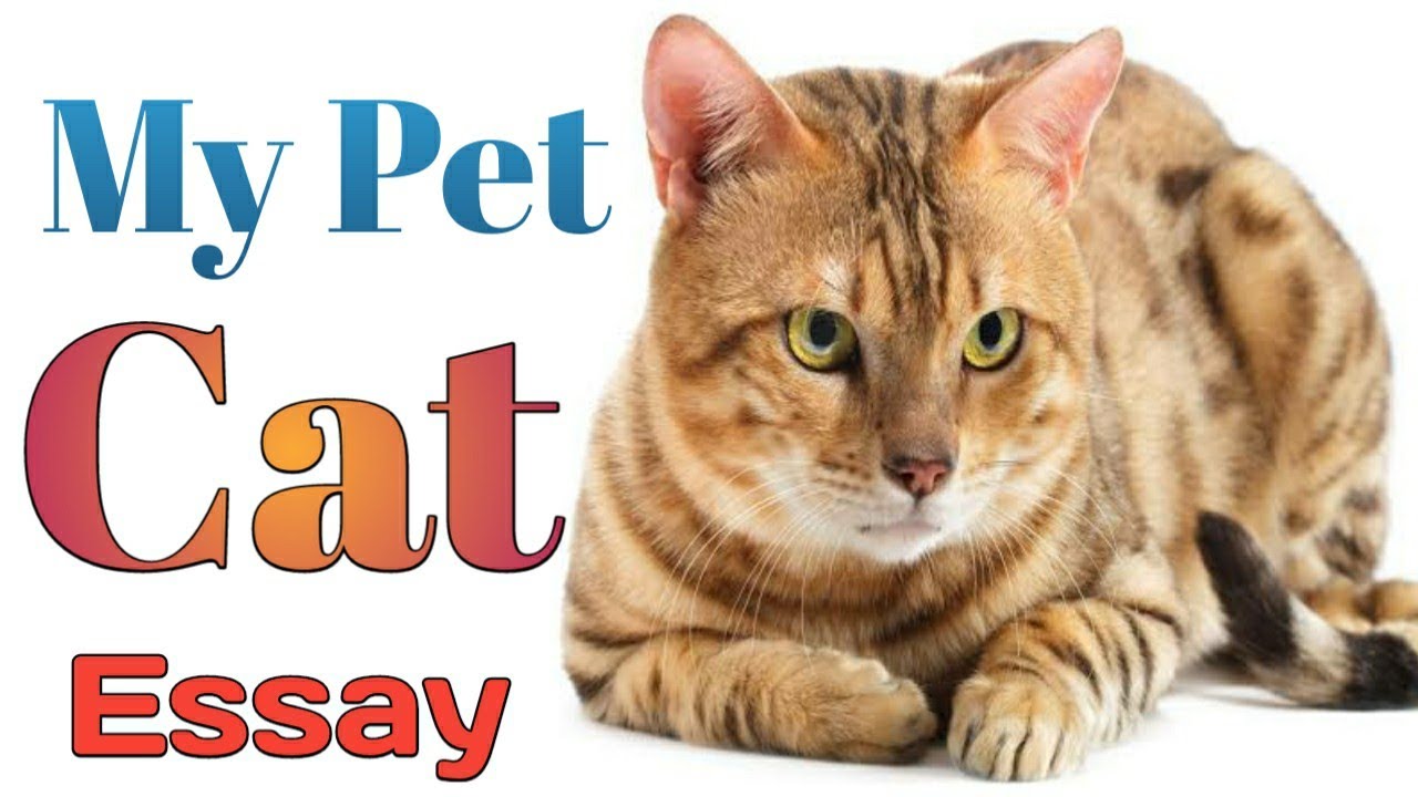 10 Lines On My Pet Cat| Short Essay On My Pet Cat In English| The Cat Essay| Exam Timeline