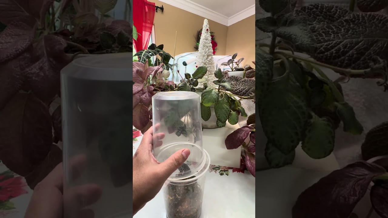 Exito en episcias 🥰#plantas #episcia #flowergarden #exoticplants 