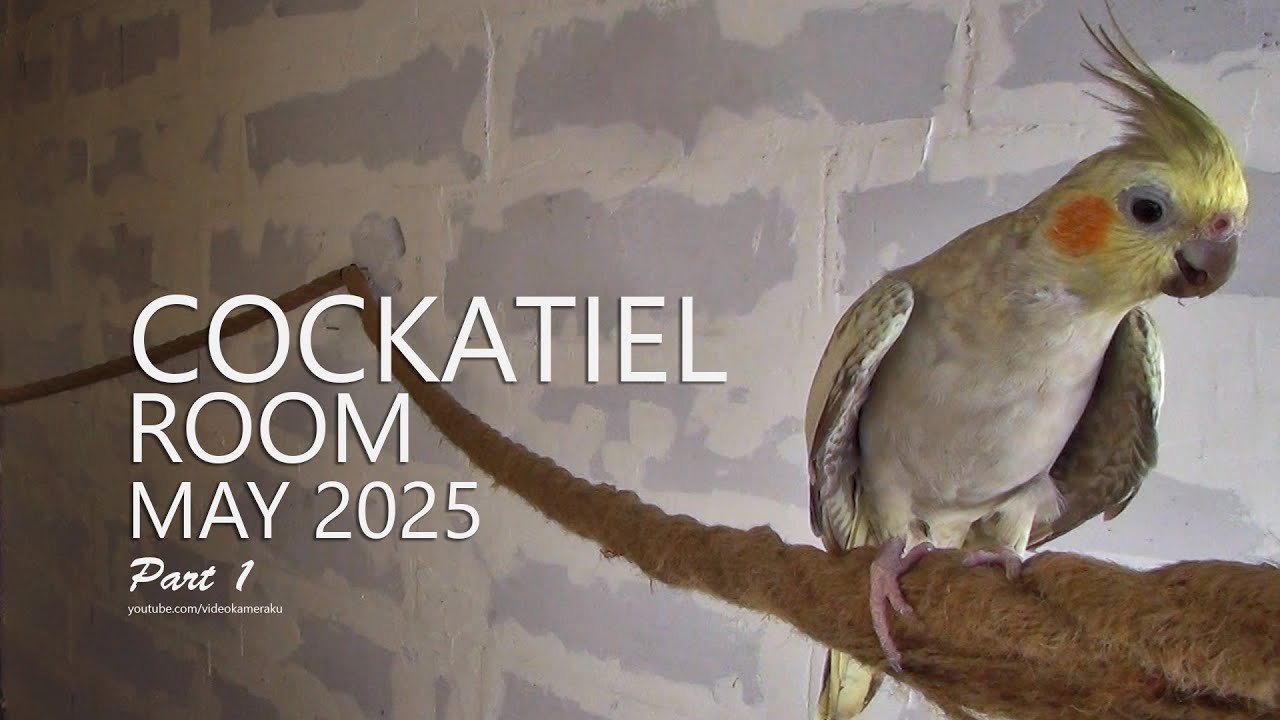 Cockatiel Room: May 2025 - Part 1