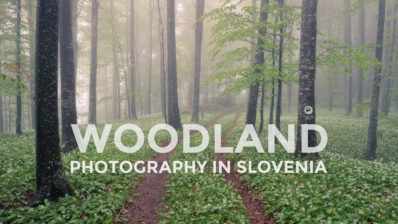 Forest photography in Spring Vlog #01