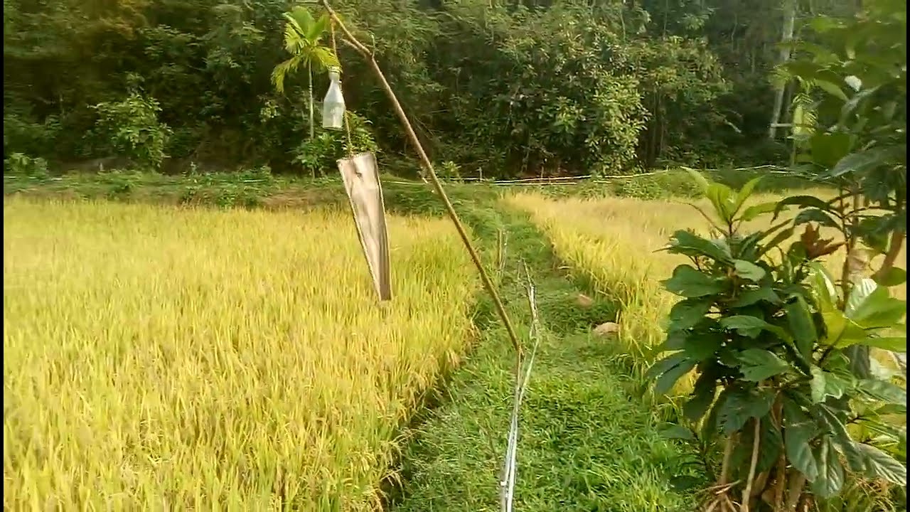 Kurulu Paaluwa