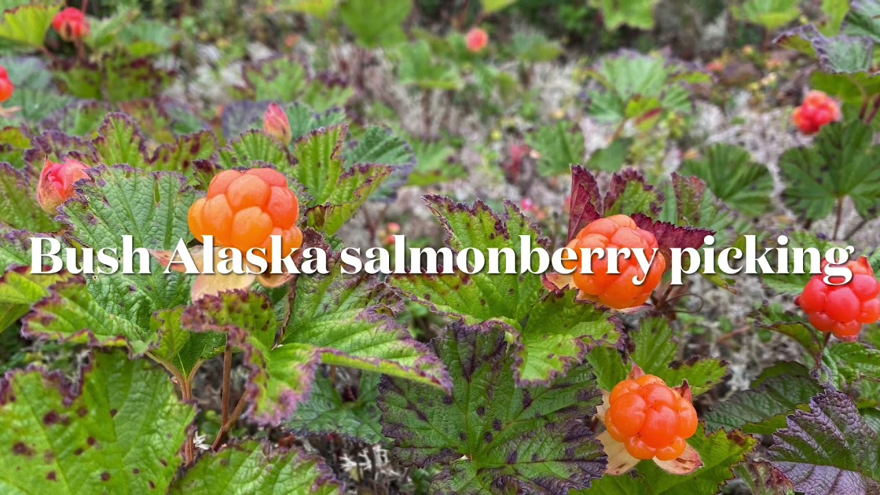 Native Alaskan Salmonberry Picking