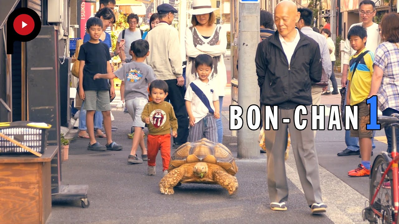 【Bon-chan 1】Taking His Tortoise for a Walk in Tsukishima| 巨大亀のぼんちゃん