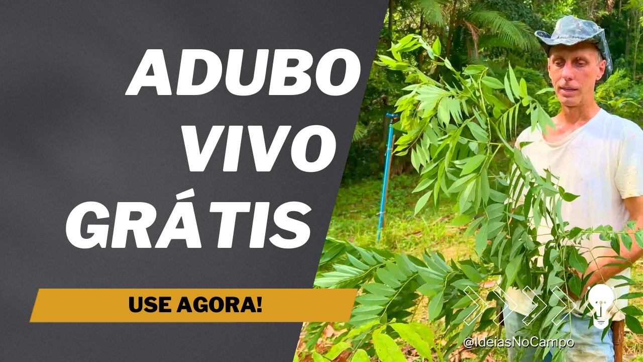Gliricídia: A planta que aduba sua roça de GRAÇA.