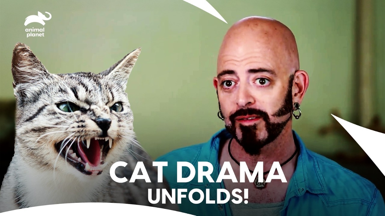 Battling the Angry Cat: Megan's Last Hope with Jackson Galaxy | My Cat From Hell | Animal Planet