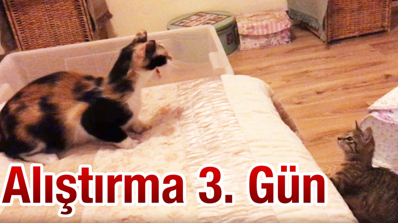 KEDİ ALIŞTIRMA 3. GÜN