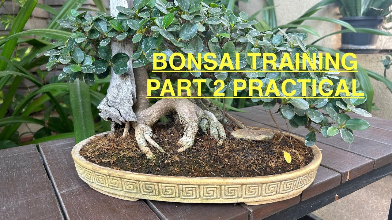 Bonsai practical#ytshorts #shortsvideo #bonsai #bonsaiindonesia #bonsaivietnam#bonsaitree#ficusplant