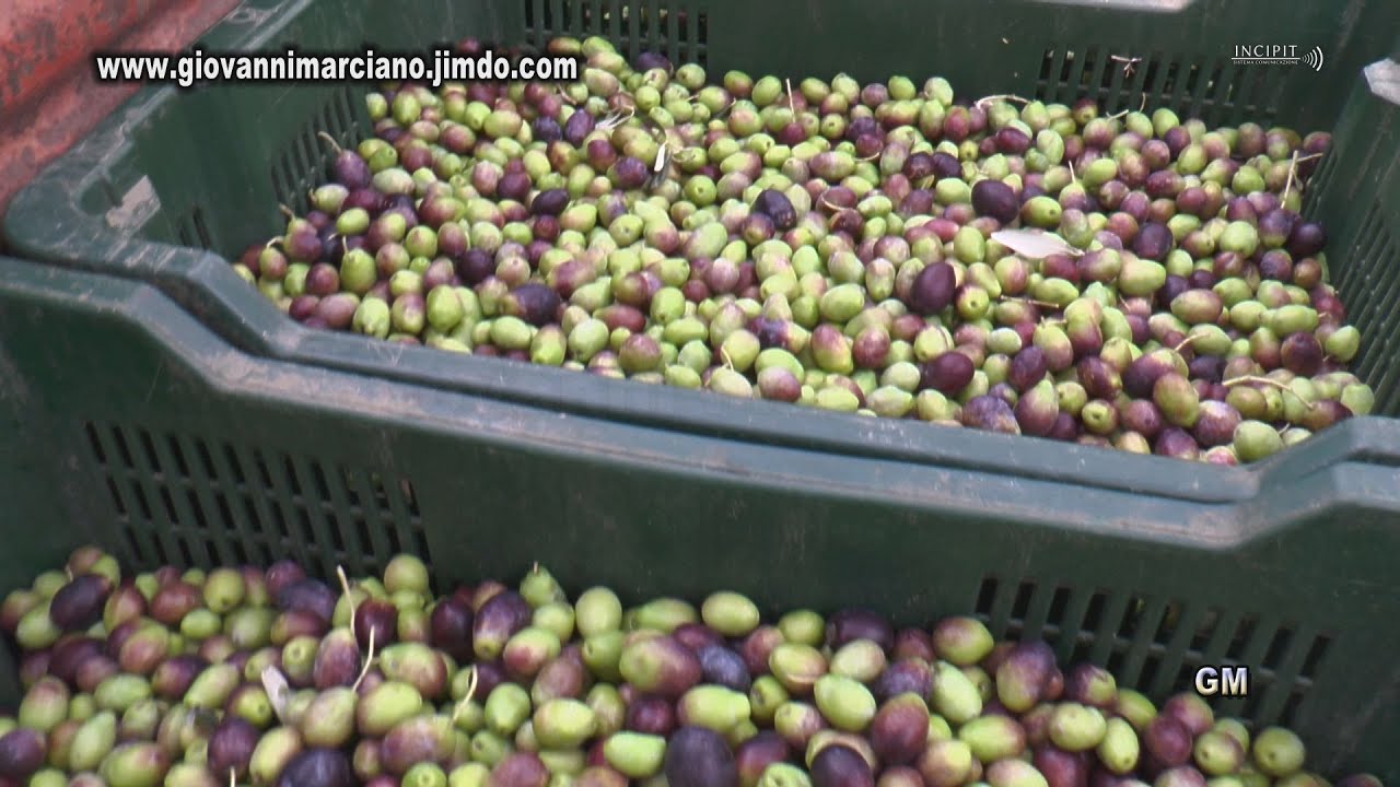 Incontri con...L'oro verde della Calabria - prima parte