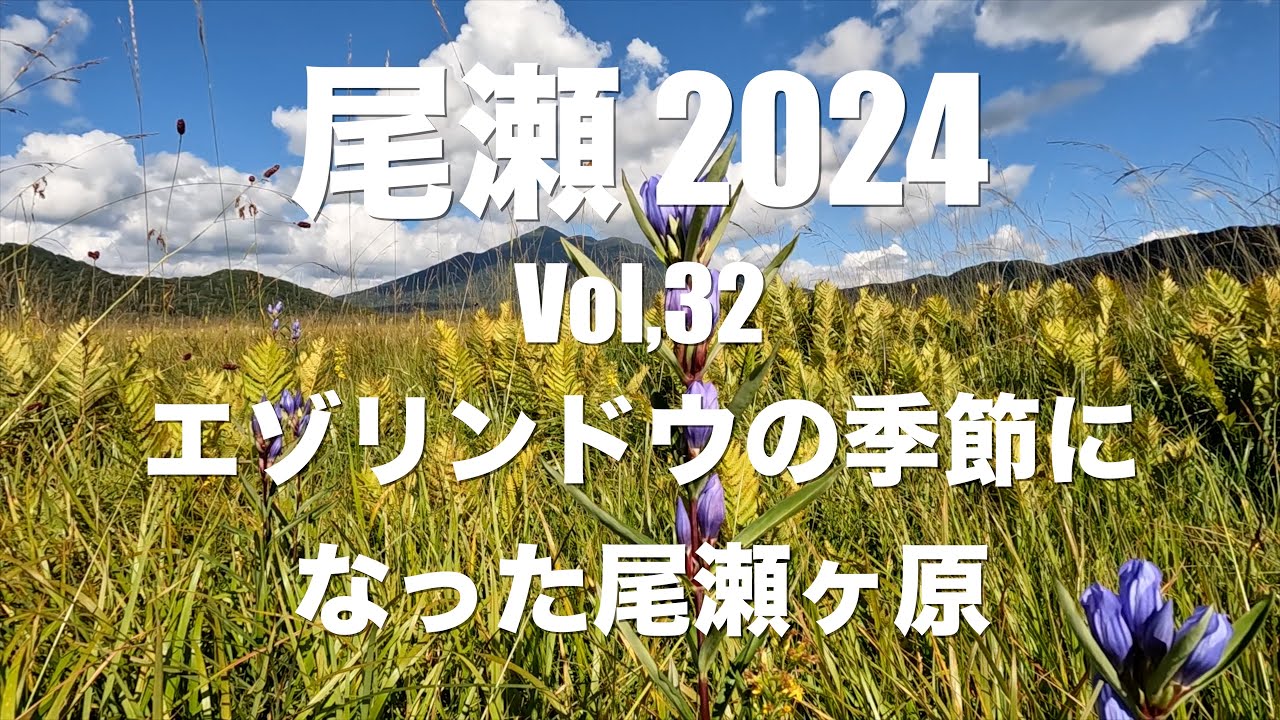 尾瀬2024 Vol,32　エゾリンドウの季節になった尾瀬ヶ原