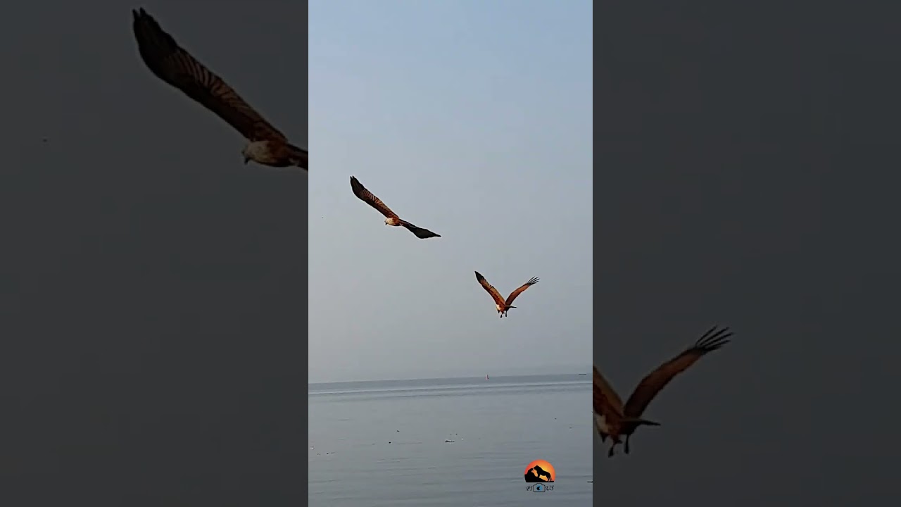 #brahminy #kite #flying. #kite #kiteflying #brahminykite #birds #kerala #backwaters