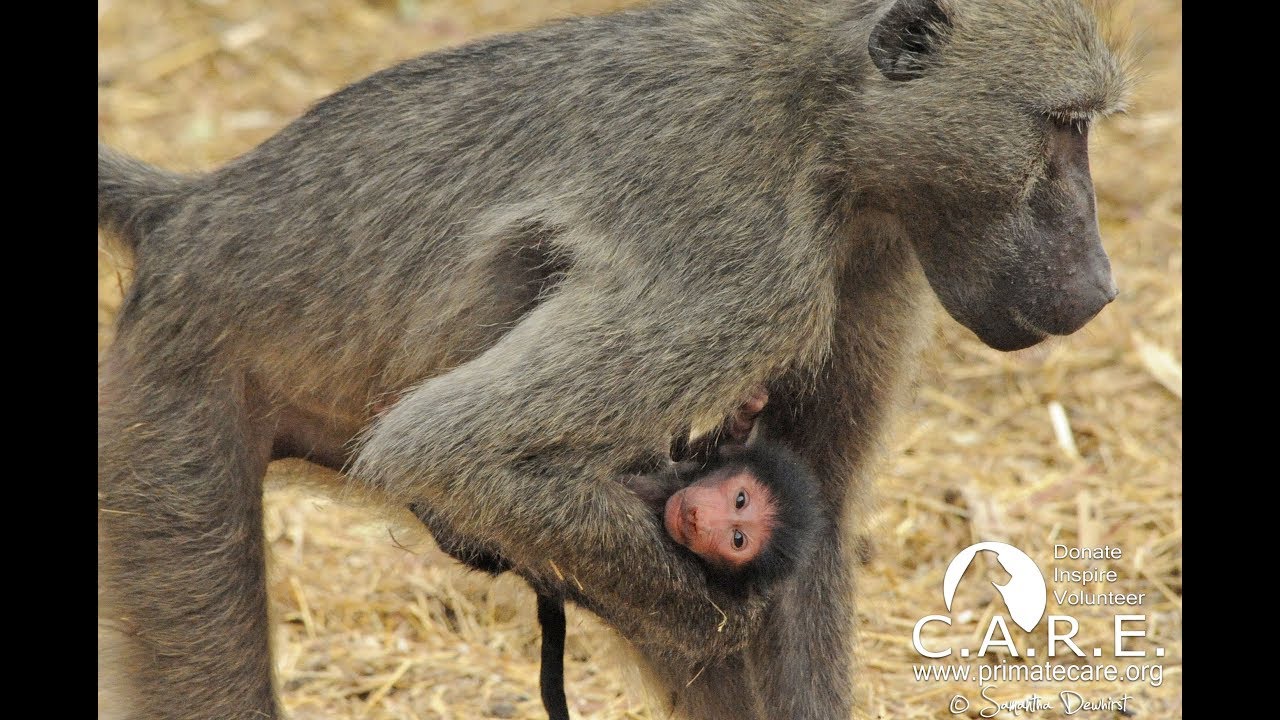 Brand New Baboon Baby Born on Valentines Day