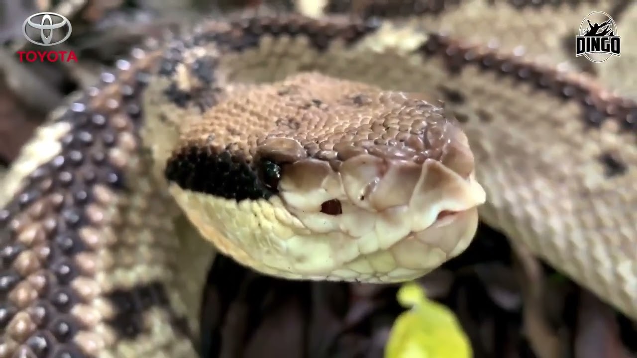 Blackheaded BUSHMASTER!!