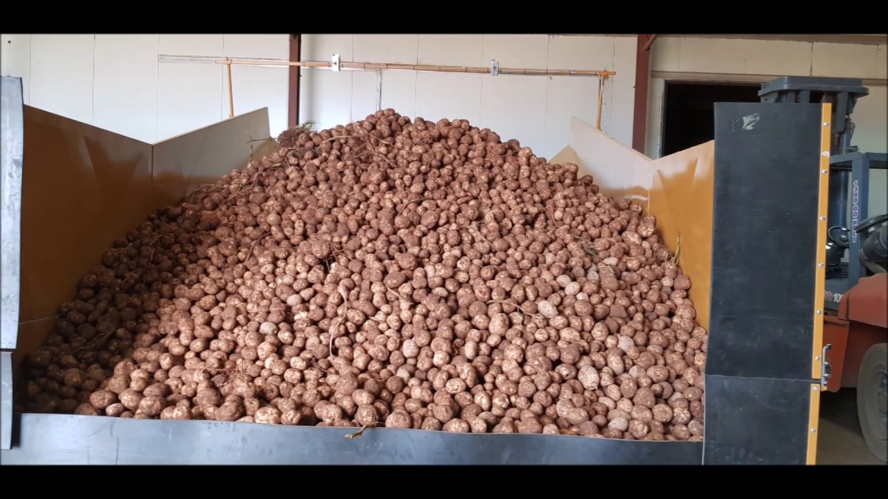Potato washing line