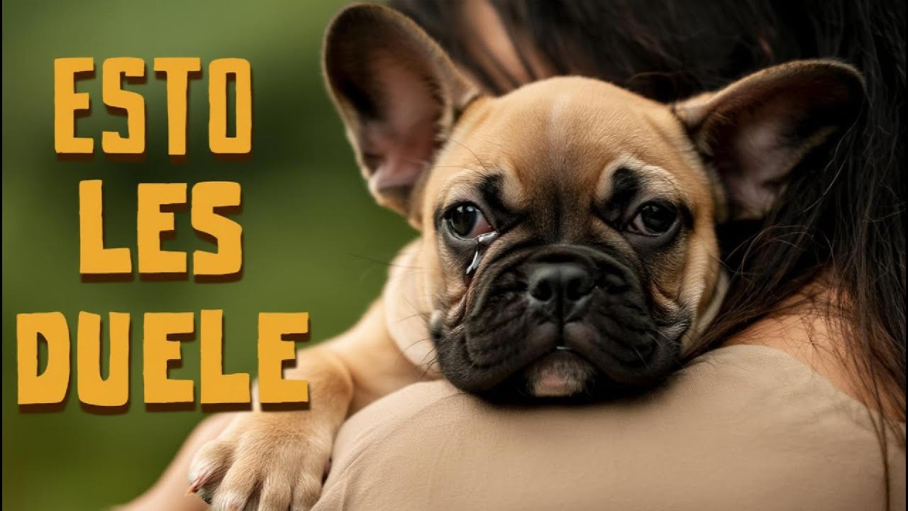 10 Cosas que ROMPEN el Corazón de tu Perro (Y las haces a diario sin saberlo)